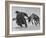 Lapp Struggling to Harness One of His Reindeer-Mark Kauffman-Framed Photographic Print