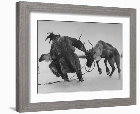 Lapp Struggling to Harness One of His Reindeer-Mark Kauffman-Framed Photographic Print