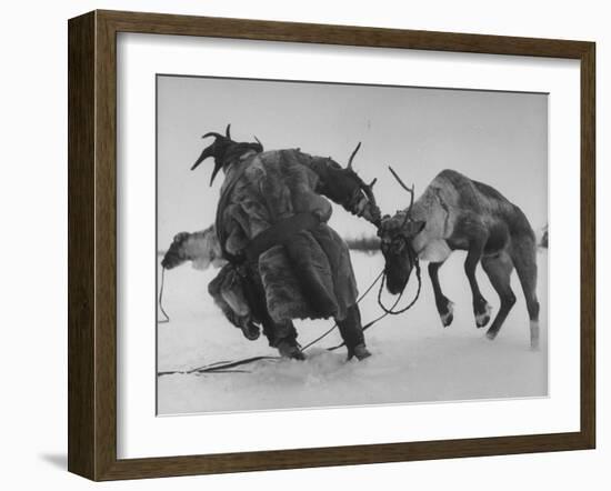 Lapp Struggling to Harness One of His Reindeer-Mark Kauffman-Framed Photographic Print