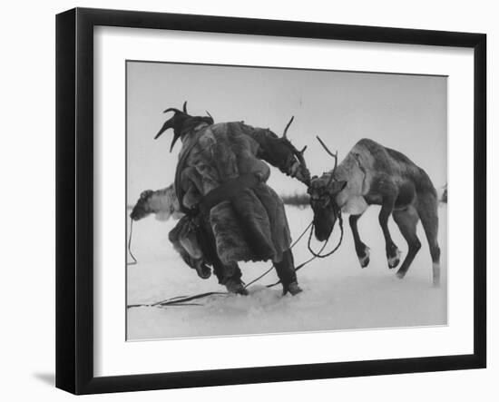 Lapp Struggling to Harness One of His Reindeer-Mark Kauffman-Framed Photographic Print