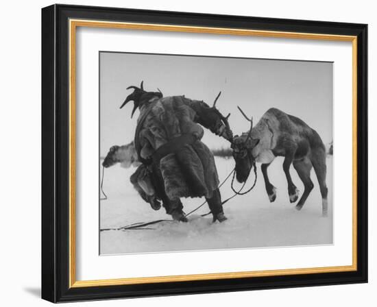 Lapp Struggling to Harness One of His Reindeer-Mark Kauffman-Framed Photographic Print