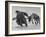 Lapp Struggling to Harness One of His Reindeer-Mark Kauffman-Framed Photographic Print