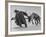 Lapp Struggling to Harness One of His Reindeer-Mark Kauffman-Framed Photographic Print