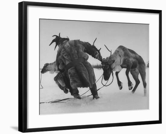 Lapp Struggling to Harness One of His Reindeer-Mark Kauffman-Framed Photographic Print