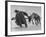 Lapp Struggling to Harness One of His Reindeer-Mark Kauffman-Framed Photographic Print