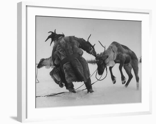 Lapp Struggling to Harness One of His Reindeer-Mark Kauffman-Framed Photographic Print