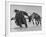 Lapp Struggling to Harness One of His Reindeer-Mark Kauffman-Framed Photographic Print