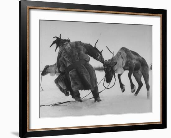 Lapp Struggling to Harness One of His Reindeer-Mark Kauffman-Framed Photographic Print