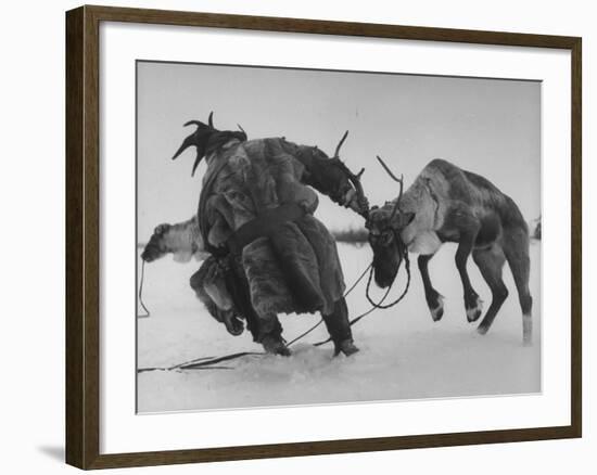 Lapp Struggling to Harness One of His Reindeer-Mark Kauffman-Framed Photographic Print