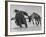 Lapp Struggling to Harness One of His Reindeer-Mark Kauffman-Framed Photographic Print