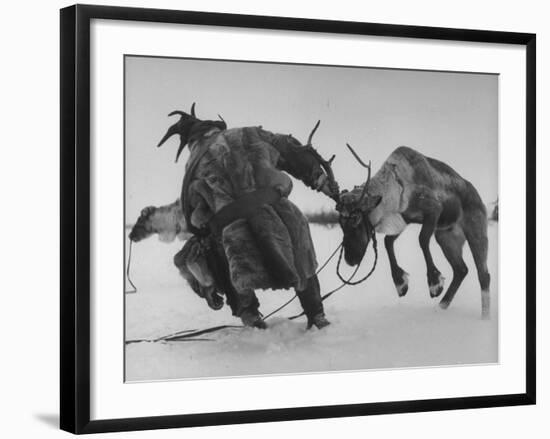 Lapp Struggling to Harness One of His Reindeer-Mark Kauffman-Framed Photographic Print