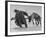 Lapp Struggling to Harness One of His Reindeer-Mark Kauffman-Framed Photographic Print