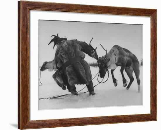 Lapp Struggling to Harness One of His Reindeer-Mark Kauffman-Framed Photographic Print