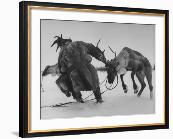 Lapp Struggling to Harness One of His Reindeer-Mark Kauffman-Framed Photographic Print