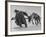 Lapp Struggling to Harness One of His Reindeer-Mark Kauffman-Framed Photographic Print