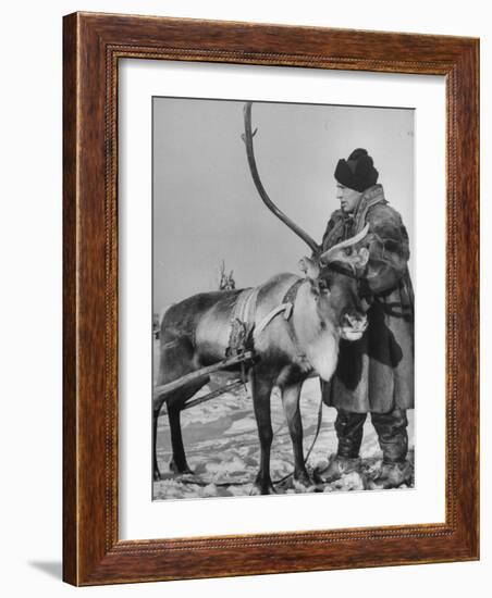 Lapp Tribesman Tending to His Reindeer-Mark Kauffman-Framed Photographic Print