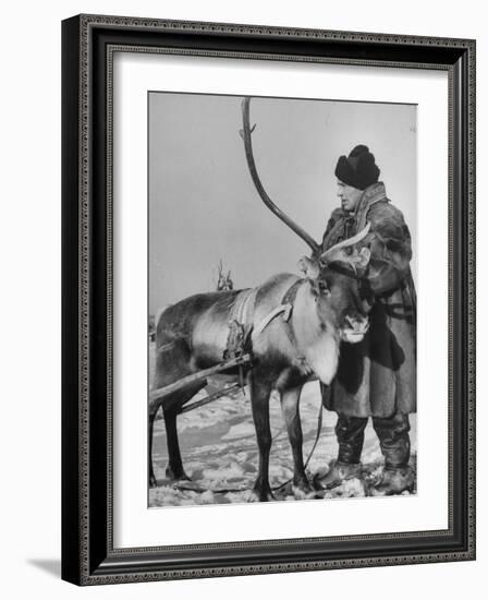 Lapp Tribesman Tending to His Reindeer-Mark Kauffman-Framed Photographic Print