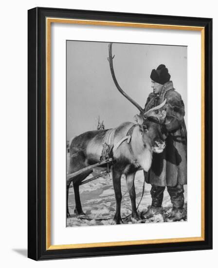 Lapp Tribesman Tending to His Reindeer-Mark Kauffman-Framed Photographic Print