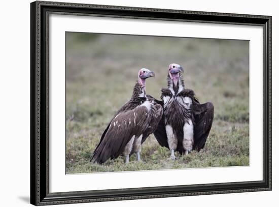 Lappet-Faced Vulture (Torgos Tracheliotus) Pair-James Hager-Framed Photographic Print