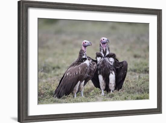 Lappet-Faced Vulture (Torgos Tracheliotus) Pair-James Hager-Framed Photographic Print