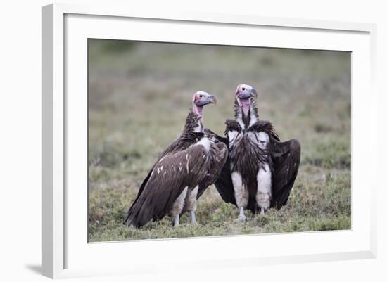 Lappet-Faced Vulture (Torgos Tracheliotus) Pair-James Hager-Framed Photographic Print