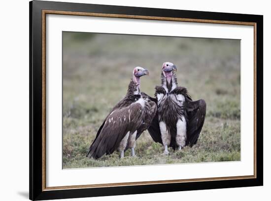 Lappet-Faced Vulture (Torgos Tracheliotus) Pair-James Hager-Framed Photographic Print