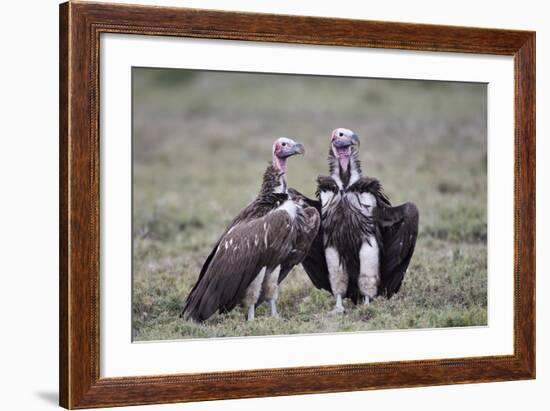 Lappet-Faced Vulture (Torgos Tracheliotus) Pair-James Hager-Framed Photographic Print