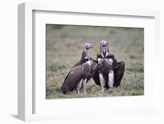 Lappet-Faced Vulture (Torgos Tracheliotus) Pair-James Hager-Framed Photographic Print