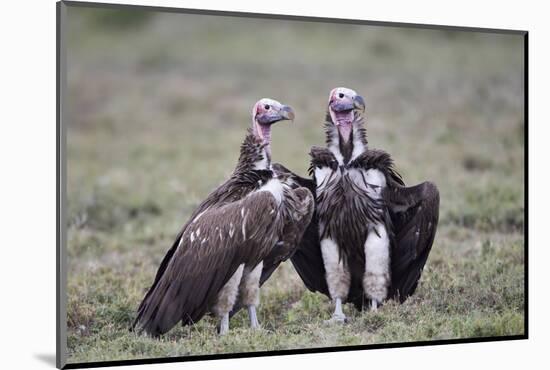 Lappet-Faced Vulture (Torgos Tracheliotus) Pair-James Hager-Mounted Photographic Print