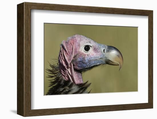 Lappet-Faced Vulture (Torgos Tracheliotus) Profile, Masai-Mara Game Reserve, Kenya-Denis-Huot-Framed Photographic Print