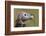 Lappet-Faced Vulture (Torgos Tracheliotus) Profile, Masai-Mara Game Reserve, Kenya-Denis-Huot-Framed Photographic Print