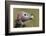 Lappet-Faced Vulture (Torgos Tracheliotus) Profile, Masai-Mara Game Reserve, Kenya-Denis-Huot-Framed Photographic Print