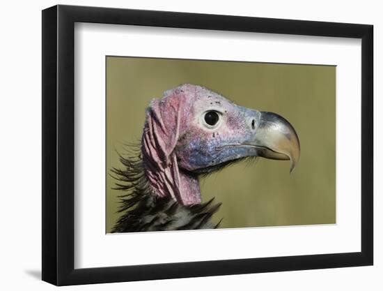 Lappet-Faced Vulture (Torgos Tracheliotus) Profile, Masai-Mara Game Reserve, Kenya-Denis-Huot-Framed Photographic Print