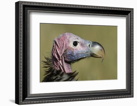 Lappet-Faced Vulture (Torgos Tracheliotus) Profile, Masai-Mara Game Reserve, Kenya-Denis-Huot-Framed Photographic Print