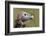 Lappet-Faced Vulture (Torgos Tracheliotus) Profile, Masai-Mara Game Reserve, Kenya-Denis-Huot-Framed Photographic Print