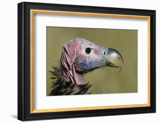 Lappet-Faced Vulture (Torgos Tracheliotus) Profile, Masai-Mara Game Reserve, Kenya-Denis-Huot-Framed Photographic Print