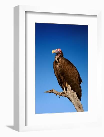 Lappetfaced Vulture against Blue Sky (Torgos Tracheliotus) South Africa-Johan Swanepoel-Framed Photographic Print