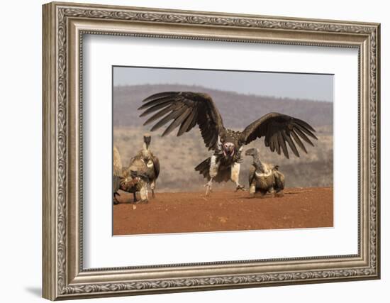 Lappetfaced vulture (Torgos tracheliotos) intimidating whitebacked vulture for food, KwaZulu-Natal-Ann and Steve Toon-Framed Photographic Print