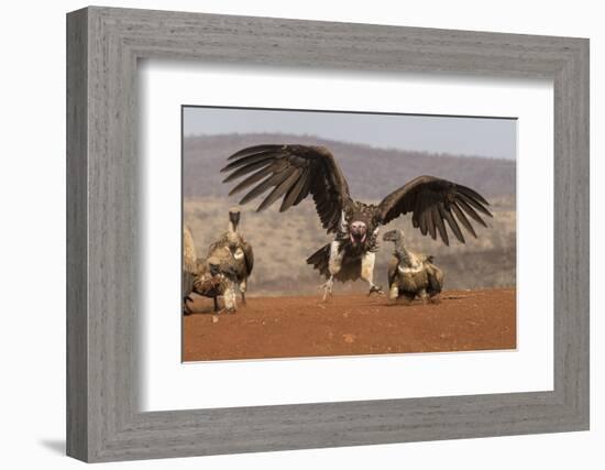 Lappetfaced vulture (Torgos tracheliotos) intimidating whitebacked vulture for food, KwaZulu-Natal-Ann and Steve Toon-Framed Photographic Print