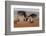 Lappetfaced vulture (Torgos tracheliotos) intimidating whitebacked vulture for food, KwaZulu-Natal-Ann and Steve Toon-Framed Photographic Print