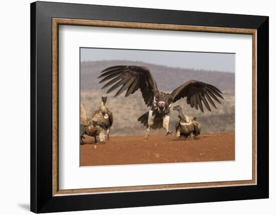 Lappetfaced vulture (Torgos tracheliotos) intimidating whitebacked vulture for food, KwaZulu-Natal-Ann and Steve Toon-Framed Photographic Print