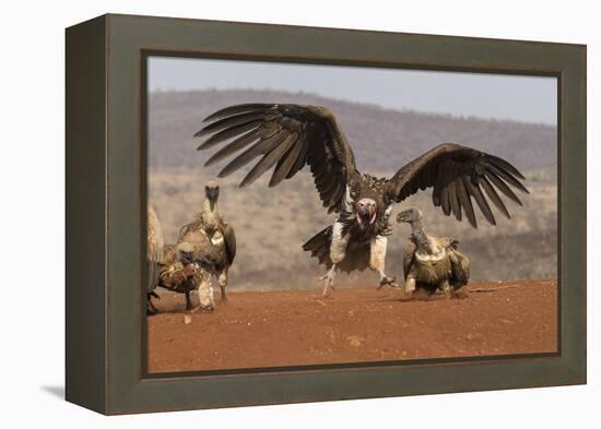 Lappetfaced vulture (Torgos tracheliotos) intimidating whitebacked vulture for food, KwaZulu-Natal-Ann and Steve Toon-Framed Premier Image Canvas