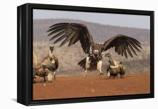 Lappetfaced vulture (Torgos tracheliotos) intimidating whitebacked vulture for food, KwaZulu-Natal-Ann and Steve Toon-Framed Premier Image Canvas