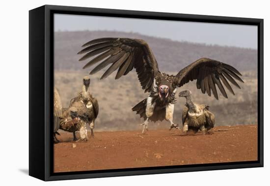 Lappetfaced vulture (Torgos tracheliotos) intimidating whitebacked vulture for food, KwaZulu-Natal-Ann and Steve Toon-Framed Premier Image Canvas