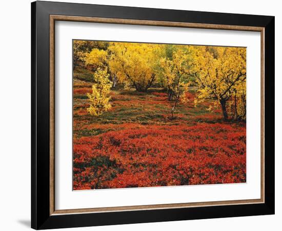 Lappland, Taiga, Beerenstrv¤Ucher, Bv¤Ume, Herbst, Natur, Vegetation-Thonig-Framed Photographic Print