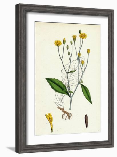 Lapsana Communis Common Nipple-Wort-null-Framed Giclee Print