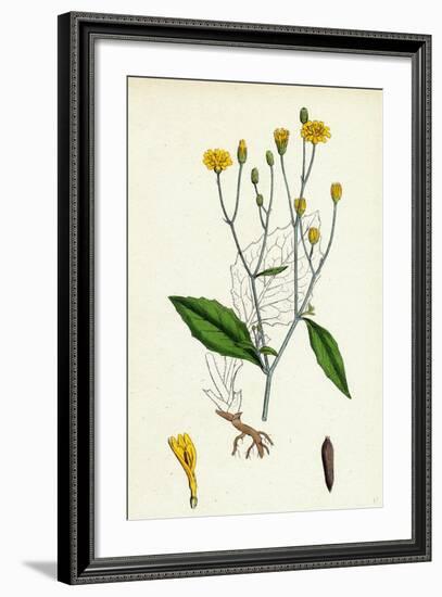 Lapsana Communis Common Nipple-Wort-null-Framed Giclee Print