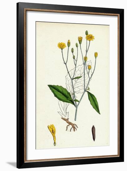 Lapsana Communis Common Nipple-Wort-null-Framed Giclee Print