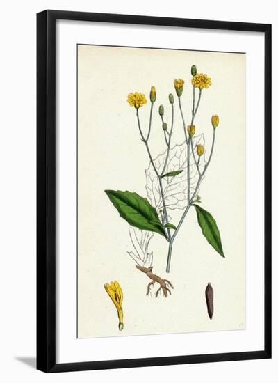 Lapsana Communis Common Nipple-Wort-null-Framed Giclee Print