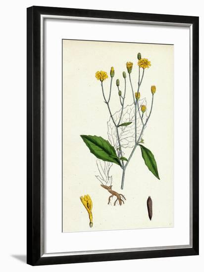 Lapsana Communis Common Nipple-Wort-null-Framed Giclee Print